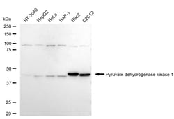 Invitrogen PDK1 Recombinant Rabbit Monoclonal Antibody (24GB1190) 100 &mu;L;