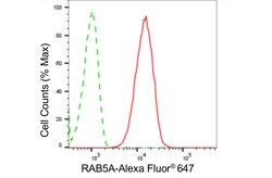 Invitrogen RAB5 Recombinant Rabbit Monoclonal Antibody (24GB4520):Antibodies:Primary