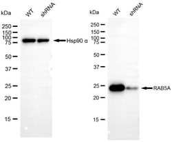 Invitrogen RAB5 Recombinant Rabbit Monoclonal Antibody (24GB4520) 100 &mu;L;