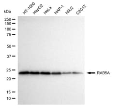 Invitrogen RAB5 Recombinant Rabbit Monoclonal Antibody (24GB4520) 100 &mu;L;