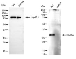 Invitrogen RAB5 Recombinant Rabbit Monoclonal Antibody (24GB4525) 100 &mu;L;