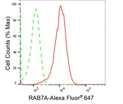 Invitrogen RAB7 Recombinant Rabbit Monoclonal Antibody (24GB895) 20 &mu;L;