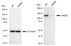 Invitrogen RAD21 Recombinant Rabbit Monoclonal Antibody (24GB1390):Antibodies:Primary