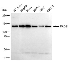 Invitrogen RAD21 Recombinant Rabbit Monoclonal Antibody (24GB1390) 20 &mu;L;