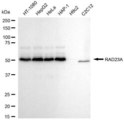 Invitrogen RAD23A Recombinant Rabbit Monoclonal Antibody (24GB1080) 20