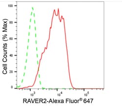 Invitrogen RAVER2 Recombinant Rabbit Monoclonal Antibody (24GB810):Antibodies:Primary