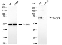 Invitrogen RAVER2 Recombinant Rabbit Monoclonal Antibody (24GB810) 20 &mu;L;