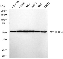 Invitrogen RbAp48 Recombinant Rabbit Monoclonal Antibody (24GB1240) 100
