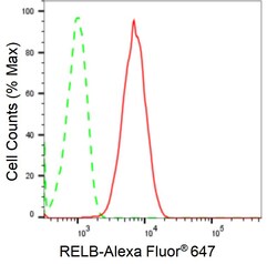 Invitrogen RelB Recombinant Rabbit Monoclonal Antibody (24GB925) 100 &mu;L;