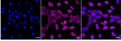 Invitrogen RelB Recombinant Rabbit Monoclonal Antibody (24GB925):Antibodies:Primary