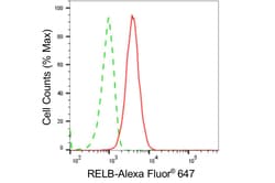 Invitrogen RelB Recombinant Rabbit Monoclonal Antibody (24GB5070) 20 &mu;L;
