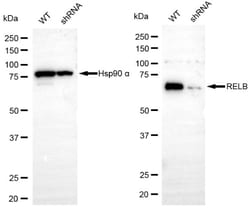 Invitrogen RelB Recombinant Rabbit Monoclonal Antibody (24GB5070):Antibodies:Primary