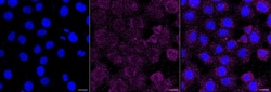 Invitrogen Ribophorin I Recombinant Rabbit Monoclonal Antibody (24GB1090)