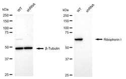 Invitrogen Ribophorin I Recombinant Rabbit Monoclonal Antibody (24GB1090):Antibodies:Primary