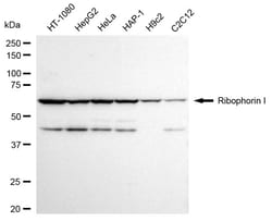 Invitrogen Ribophorin I Recombinant Rabbit Monoclonal Antibody (24GB1090)
