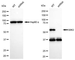 Invitrogen RPS6KB2 Recombinant Rabbit Monoclonal Antibody (24GB5075) 20