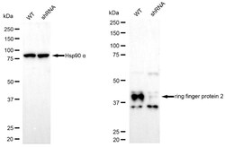 Invitrogen RNF2 Recombinant Rabbit Monoclonal Antibody (24GB5455) 100 &mu;L;