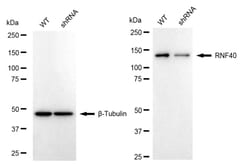 Invitrogen RNF40 Recombinant Rabbit Monoclonal Antibody (24GB1100):Antibodies:Primary