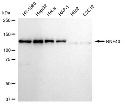 Invitrogen RNF40 Recombinant Rabbit Monoclonal Antibody (24GB1100):Antibodies:Primary