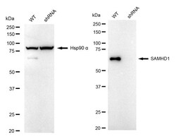 Invitrogen SAMHD1 Recombinant Rabbit Monoclonal Antibody (24GB1010) 20