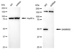 Invitrogen SAMM50 Recombinant Rabbit Monoclonal Antibody (24GB1135) 100