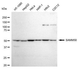Invitrogen SAMM50 Recombinant Rabbit Monoclonal Antibody (24GB1135) 100
