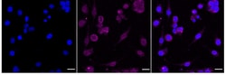 Invitrogen SDHC Recombinant Rabbit Monoclonal Antibody (24GB1075):Antibodies:Primary