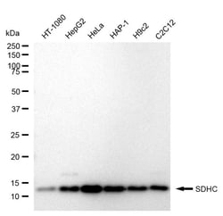 Invitrogen SDHC Recombinant Rabbit Monoclonal Antibody (24GB1075):Antibodies:Primary