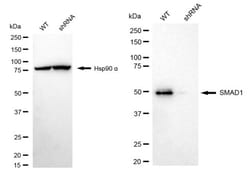 Invitrogen SMAD1 Recombinant Rabbit Monoclonal Antibody (24GB2100) 20 &mu;L;
