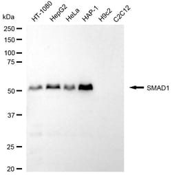 Invitrogen SMAD1 Recombinant Rabbit Monoclonal Antibody (24GB2100) 20 &mu;L;