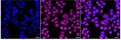 Invitrogen SMC3 Recombinant Rabbit Monoclonal Antibody (24GB2155):Antibodies:Primary