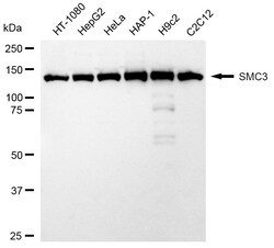Invitrogen SMC3 Recombinant Rabbit Monoclonal Antibody (24GB2155) 20 &mu;L;