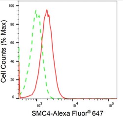 Invitrogen SMC4 Recombinant Rabbit Monoclonal Antibody (24GB2400) 100 &mu;L;