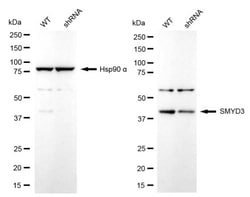 Invitrogen SMYD3 Recombinant Rabbit Monoclonal Antibody (24GB2260):Antibodies,