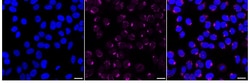 Invitrogen SSTR5 Recombinant Rabbit Monoclonal Antibody (24GB2600):Antibodies:Primary