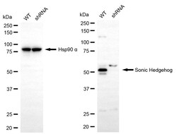 Invitrogen SHH Recombinant Rabbit Monoclonal Antibody (24GB1925):Antibodies:Primary