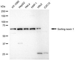 Invitrogen SNX1 Recombinant Rabbit Monoclonal Antibody (24GB2595) 100 &mu;L;