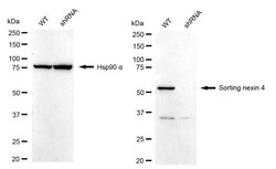Invitrogen SNX4 Recombinant Rabbit Monoclonal Antibody (24GB2335) 20 &mu;L;