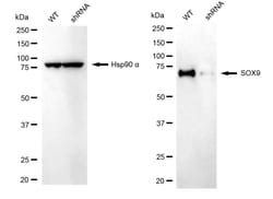 Invitrogen SOX9 Recombinant Rabbit Monoclonal Antibody (24GB2000) 20 &mu;L;