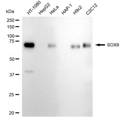 Invitrogen SOX9 Recombinant Rabbit Monoclonal Antibody (24GB2000) 20 &mu;L;