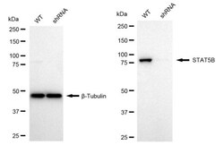 Invitrogen STAT5 beta Recombinant Rabbit Monoclonal Antibody (24GB2110)