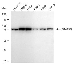 Invitrogen STAT5 beta Recombinant Rabbit Monoclonal Antibody (24GB2110)