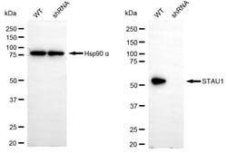 Invitrogen Staufen Recombinant Rabbit Monoclonal Antibody (24GB5095) 20