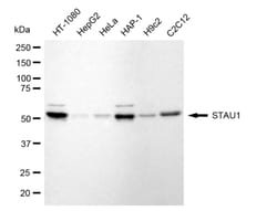 Invitrogen Staufen Recombinant Rabbit Monoclonal Antibody (24GB5095) 20