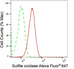 Invitrogen SUOX Recombinant Rabbit Monoclonal Antibody (24GB1790):Antibodies:Primary
