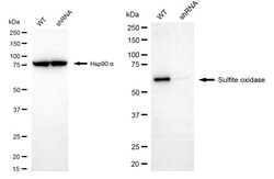 Invitrogen SUOX Recombinant Rabbit Monoclonal Antibody (24GB1790) 20 &mu;L;