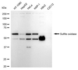 Invitrogen SUOX Recombinant Rabbit Monoclonal Antibody (24GB1790):Antibodies:Primary