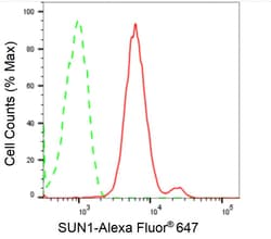 Invitrogen UNC84A Recombinant Rabbit Monoclonal Antibody (24GB2575) 100