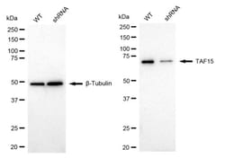 Invitrogen TAF15 Recombinant Rabbit Monoclonal Antibody (24GB1830) 20 &mu;L;