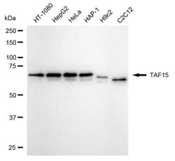 Invitrogen TAF15 Recombinant Rabbit Monoclonal Antibody (24GB1830) 20 &mu;L;